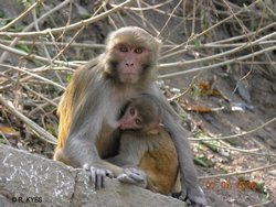 Rhesus macaque monkeys in Nepal are suitable alternative for HIV/AIDS research