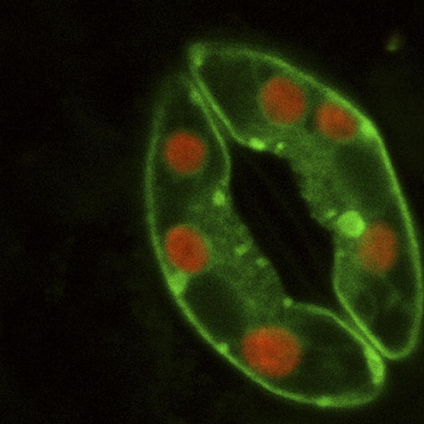 CPK3 and CPK6 function as ion channel regulators in guard cell signaling