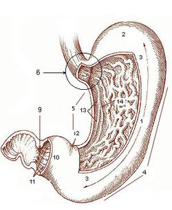 British scientists create artificial stomach 