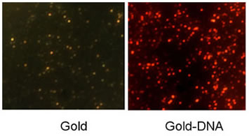 Gold Nanoparticle Molecular Ruler to Measure Smallest of Lifes Phenomena