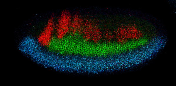 BMPs: Conserved Morphogens in Neural Patterning