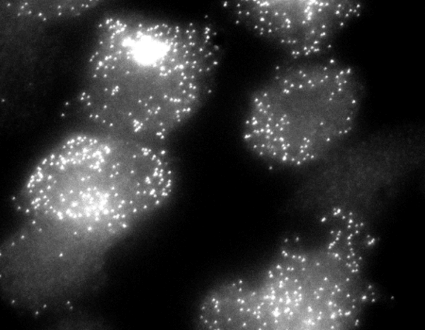 Chance Fluctuations in mRNA Output in Mammalian Cells