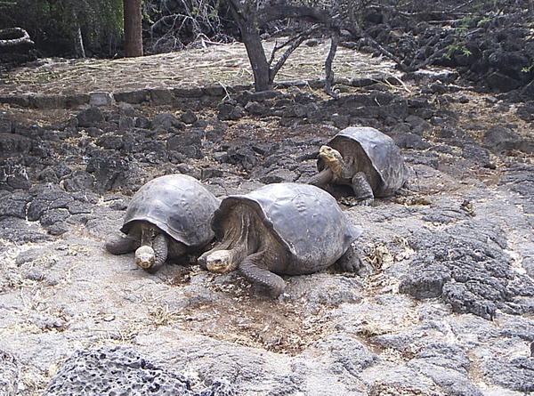 Mammals Evolve Faster on Islands!