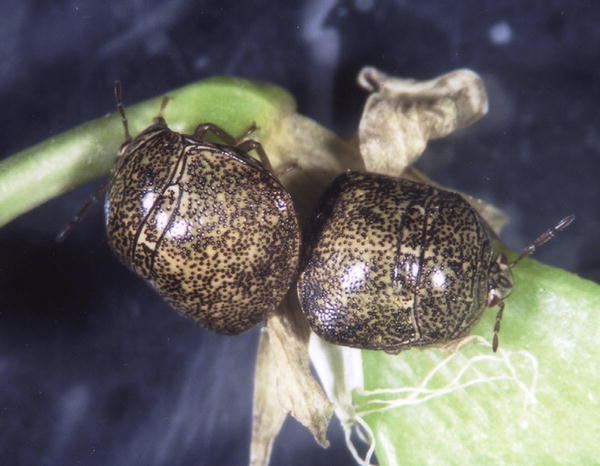 Gut Bacteria Cospeciating with Plataspid stinkbug